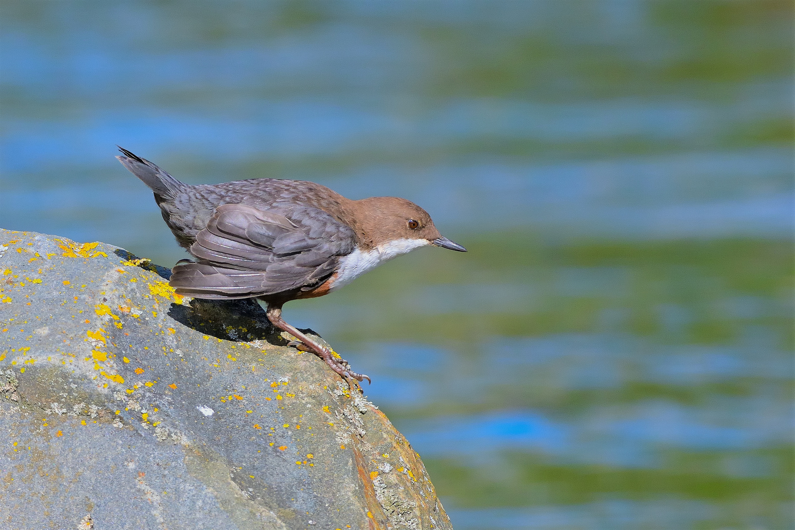 Wasseramsel (Cinclus cinclus)