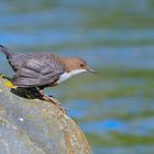 Wasseramsel (Cinclus cinclus)