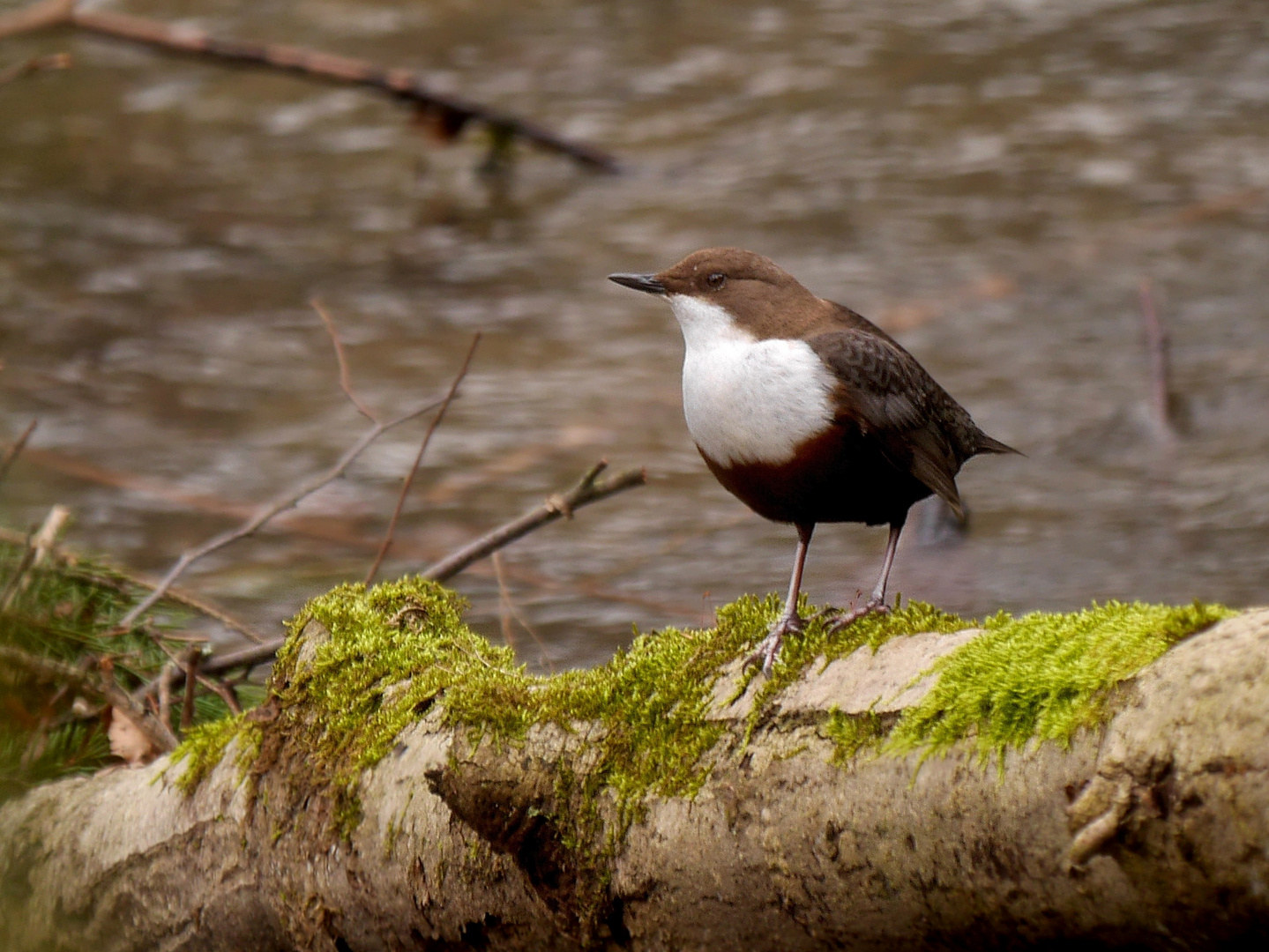 Wasseramsel (Cinclus cinclus)