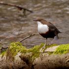 Wasseramsel (Cinclus cinclus)