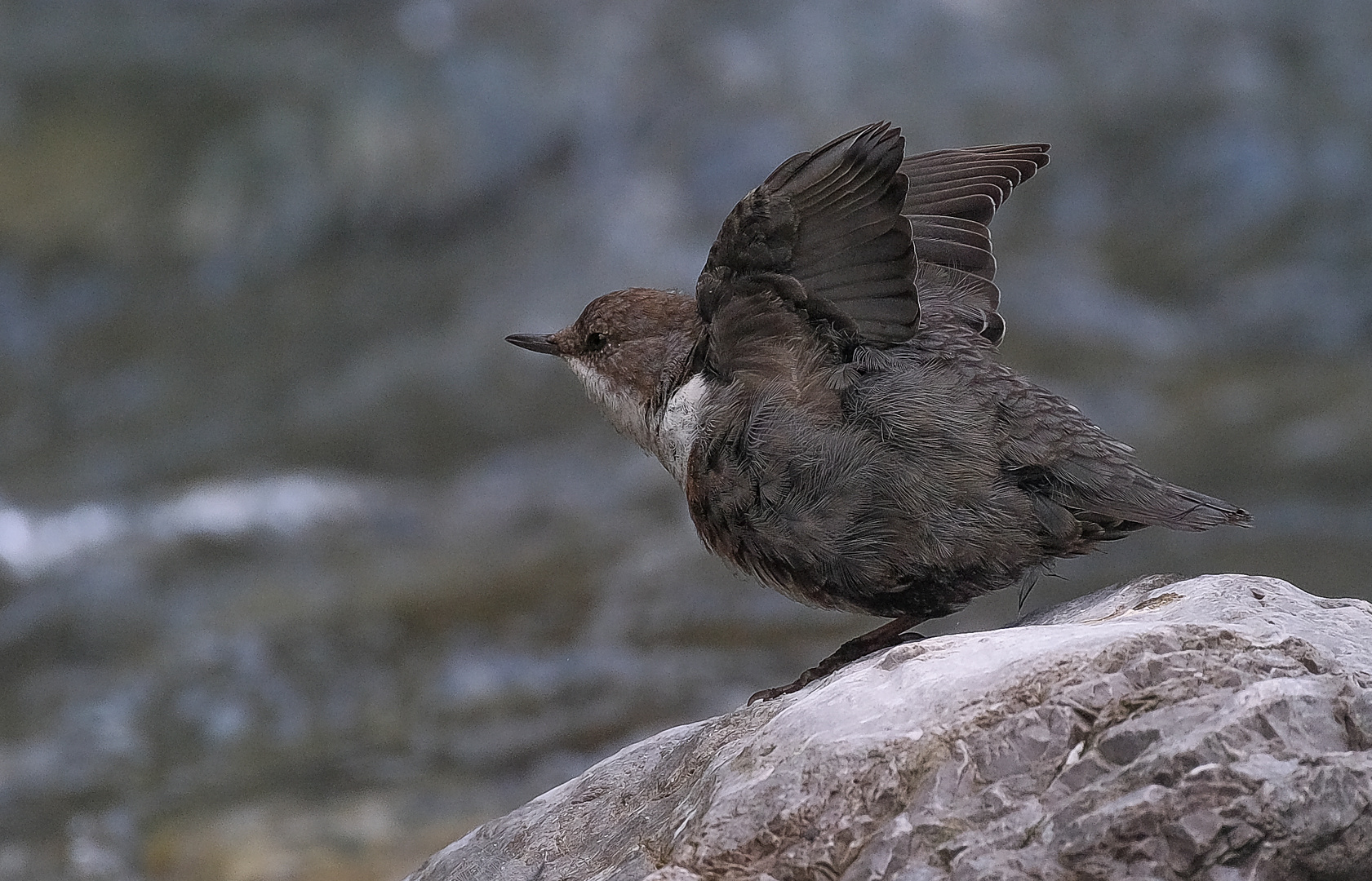 Wasseramsel (Cinclus cinclus), flatternd