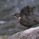 Wasseramsel (Cinclus cinclus), flatternd