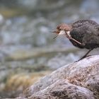 Wasseramsel (Cinclus cinclus), gähnend