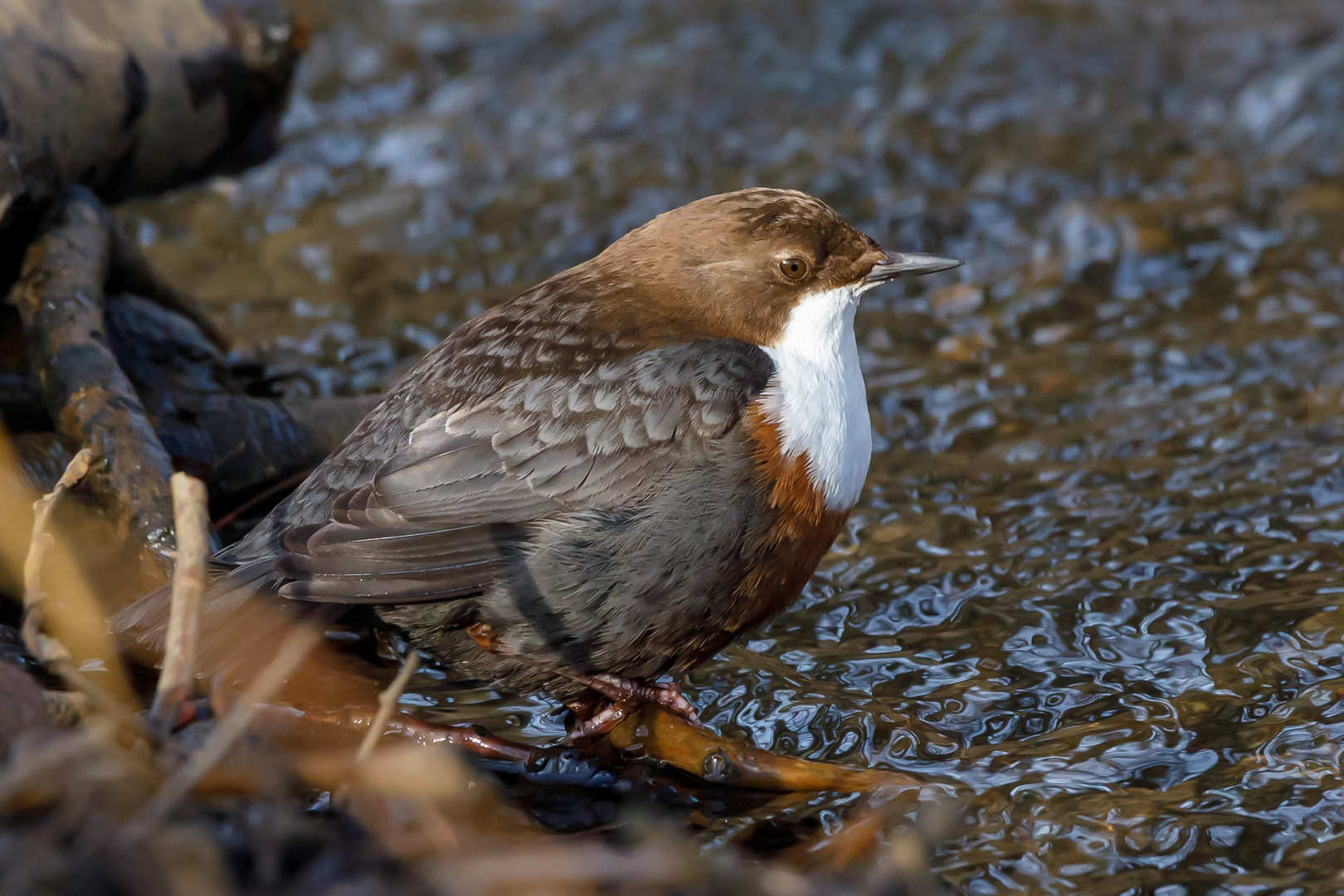 Wasseramsel ( Cinclus cinclus gularis )