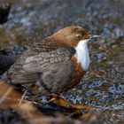 Wasseramsel ( Cinclus cinclus gularis )