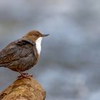 Wasseramsel (Cinclus cinclus gularis)