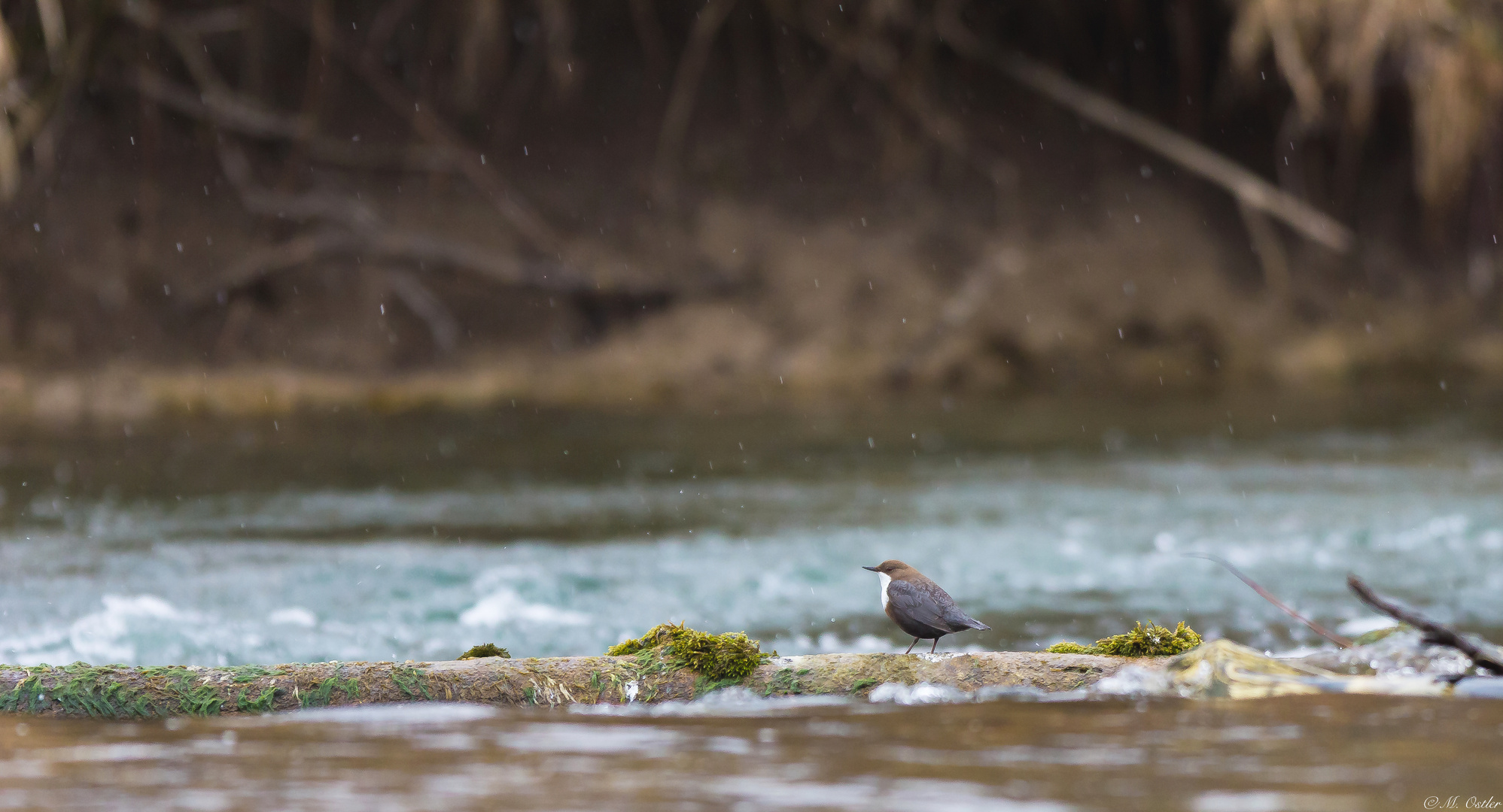 Wasseramsel (Cinclus cinclus) II