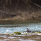 Wasseramsel (Cinclus cinclus) II