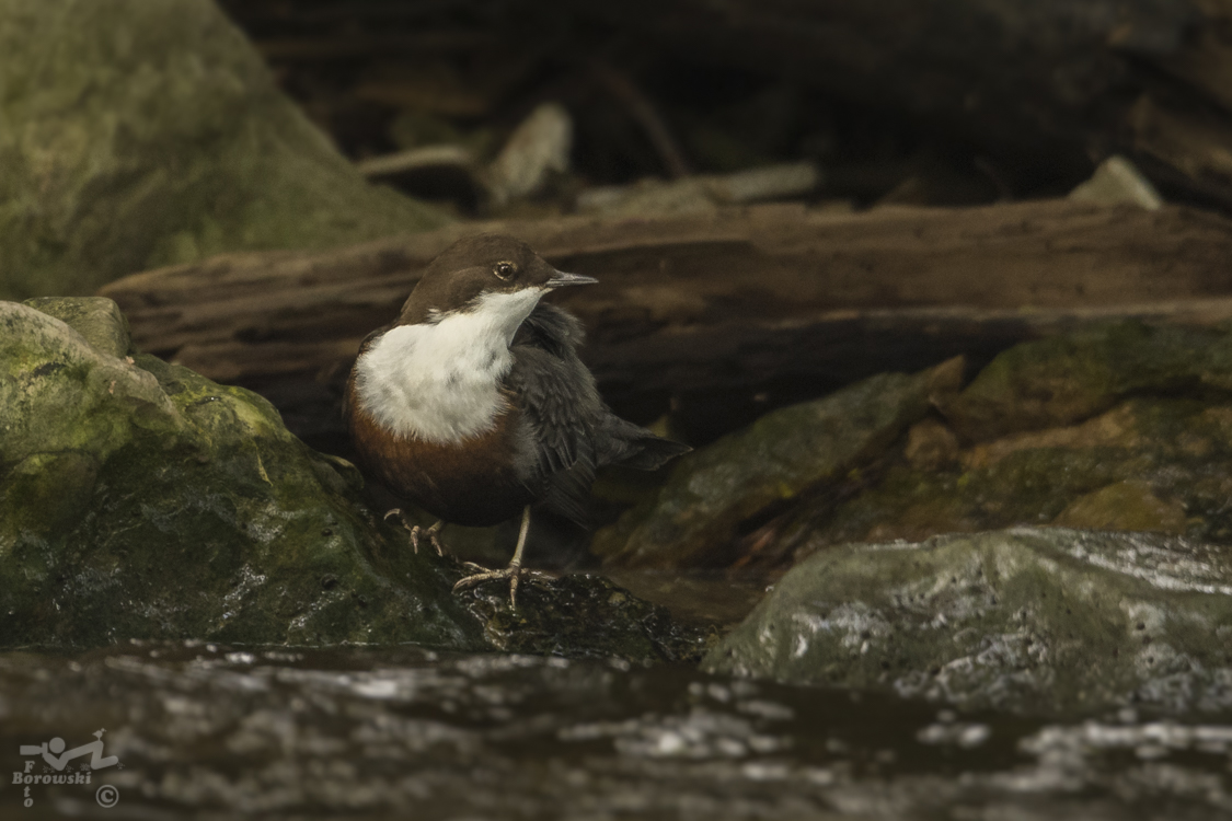 Wasseramsel (Cinclus cinclus) im Habitat