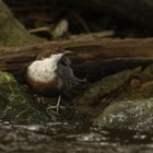 Wasseramsel (Cinclus cinclus) im Habitat