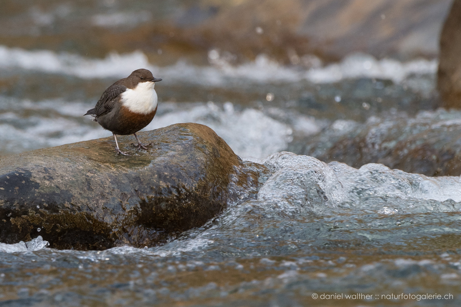 Wasseramsel (Cinclus cinclus); Jagdwarte