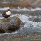 Wasseramsel (Cinclus cinclus); Jagdwarte