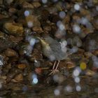 Wasseramsel (Cinclus cinclus) - Jungvogel