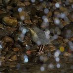 Wasseramsel (Cinclus cinclus) - Jungvogel