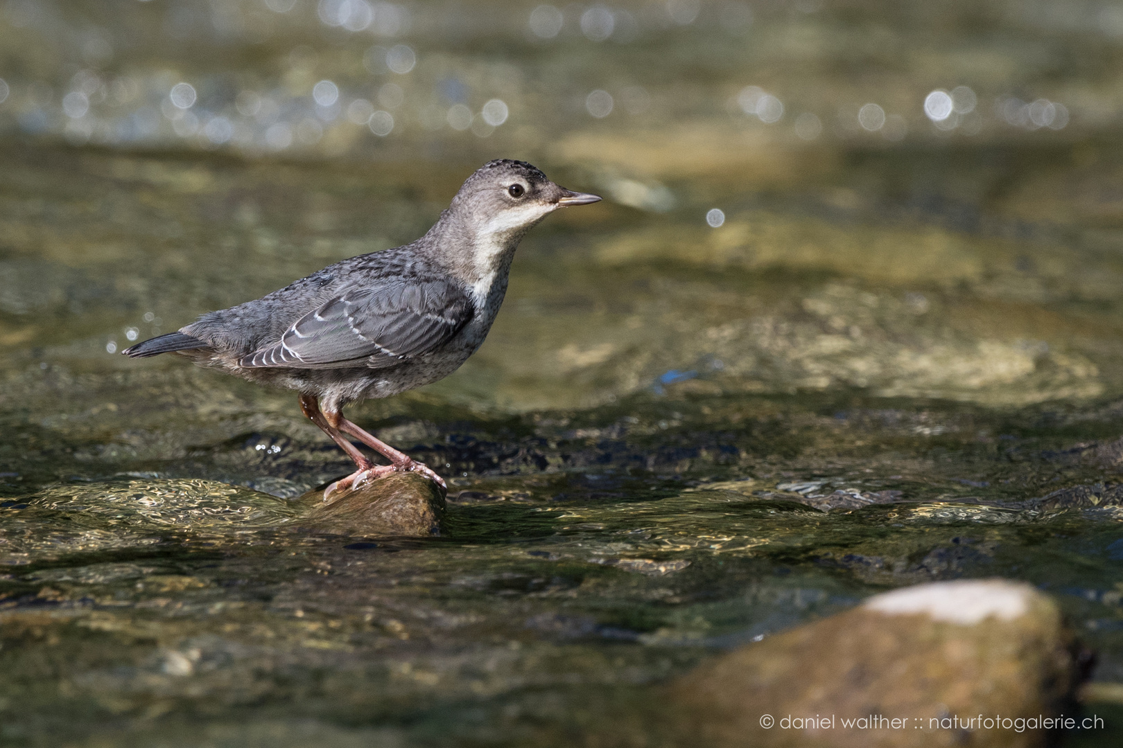 Wasseramsel (Cinclus cinclus); Jungvogel