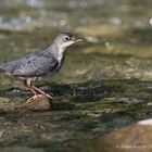 Wasseramsel (Cinclus cinclus); Jungvogel