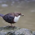 wasseramsel (cinclus cinclus) mit beute 01/11