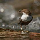 Wasseramsel Cinclus cinclus (ND)