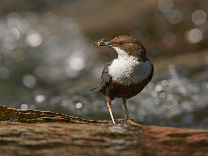 Wasseramsel Cinclus cinclus (ND)