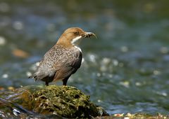 Wasseramsel Cinclus cinclus (ND) 3