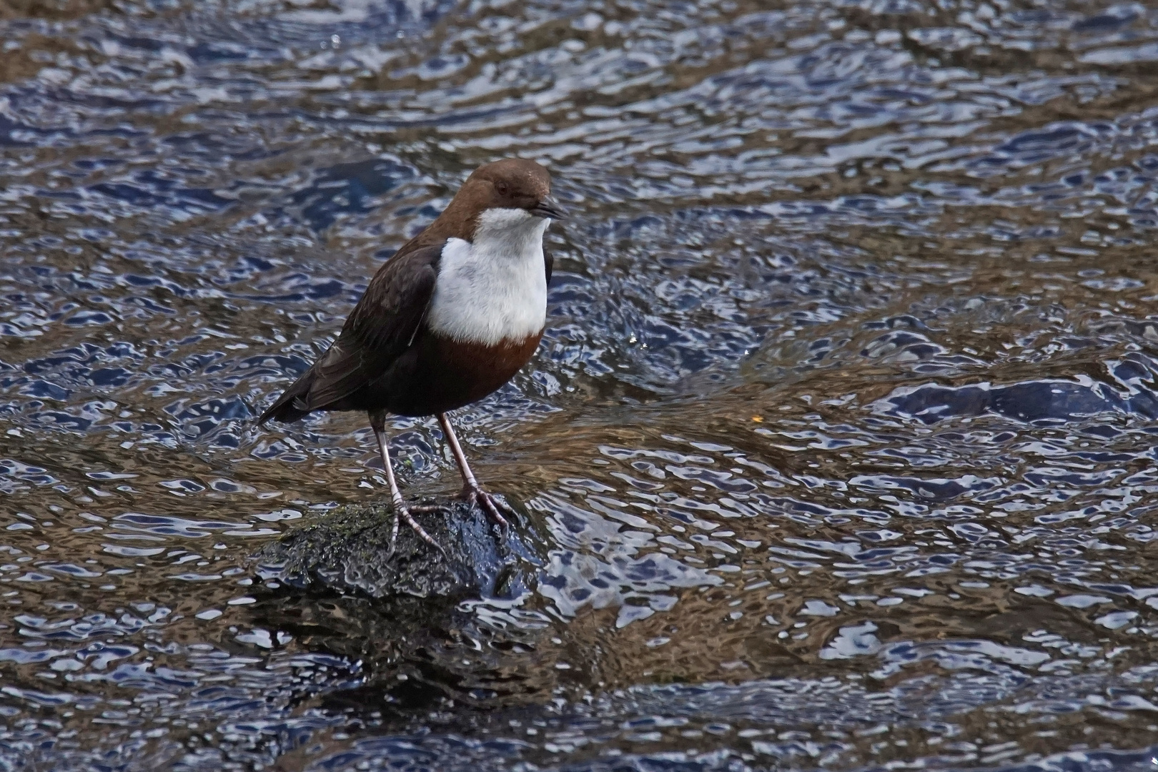 Wasseramsel (Cinclus cinclus) singt ihr Lied