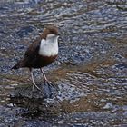 Wasseramsel (Cinclus cinclus) singt ihr Lied