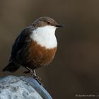 Wasseramsel (Cinclus cinclus); tanzend