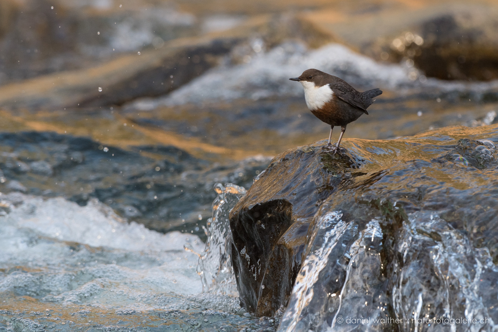 Wasseramsel (Cinclus cinclus); Überblick mitten im Bach