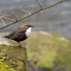 Wasseramsel (Cinclus cinclus) - unverhofft kommt oft