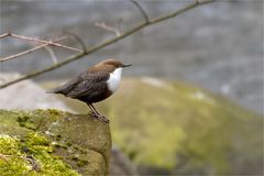 Wasseramsel (Cinclus cinclus) - unverhofft kommt oft