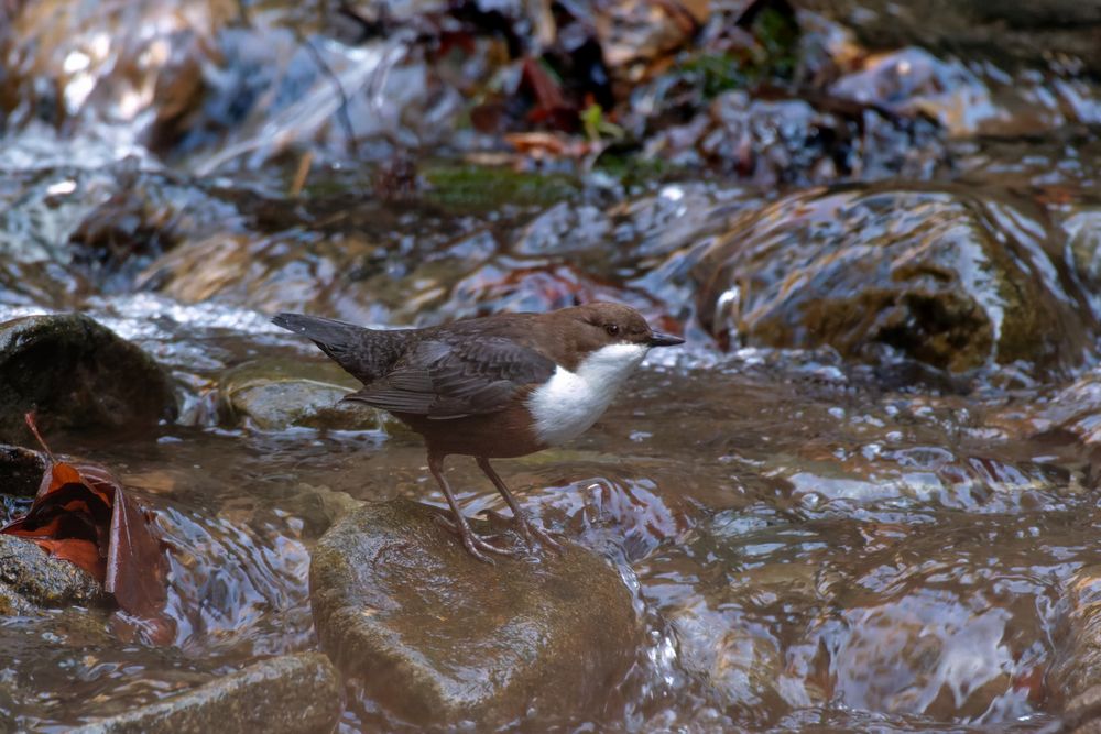 Wasseramsel (Cinclus) 