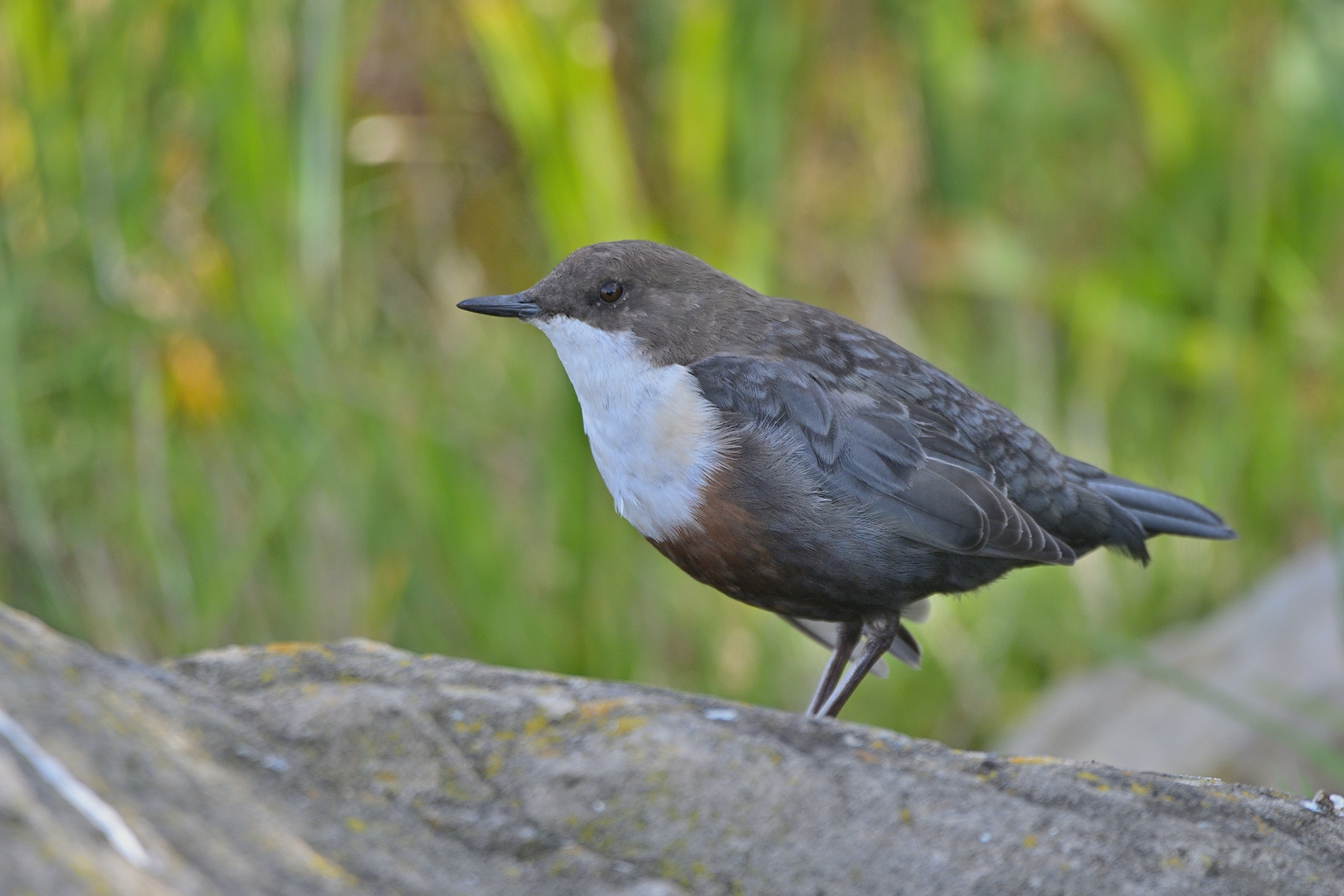 Wasseramsel (Cinclus)