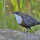 Wasseramsel (Cinclus)