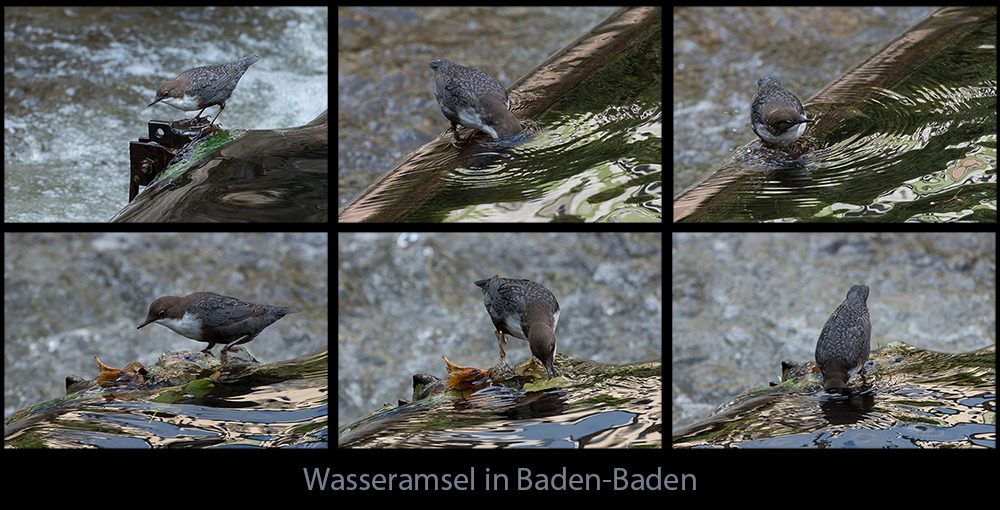 Wasseramsel-Collage