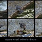 Wasseramsel-Collage