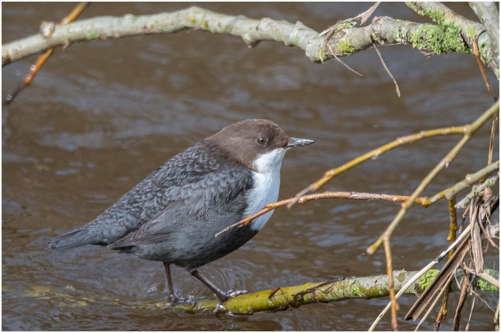 Wasseramsel