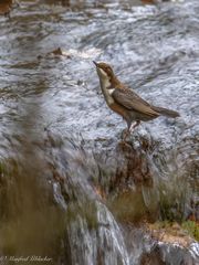 Wasseramsel ...