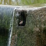  Wasseramsel