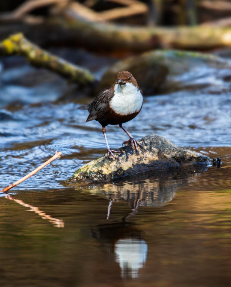 Wasseramsel