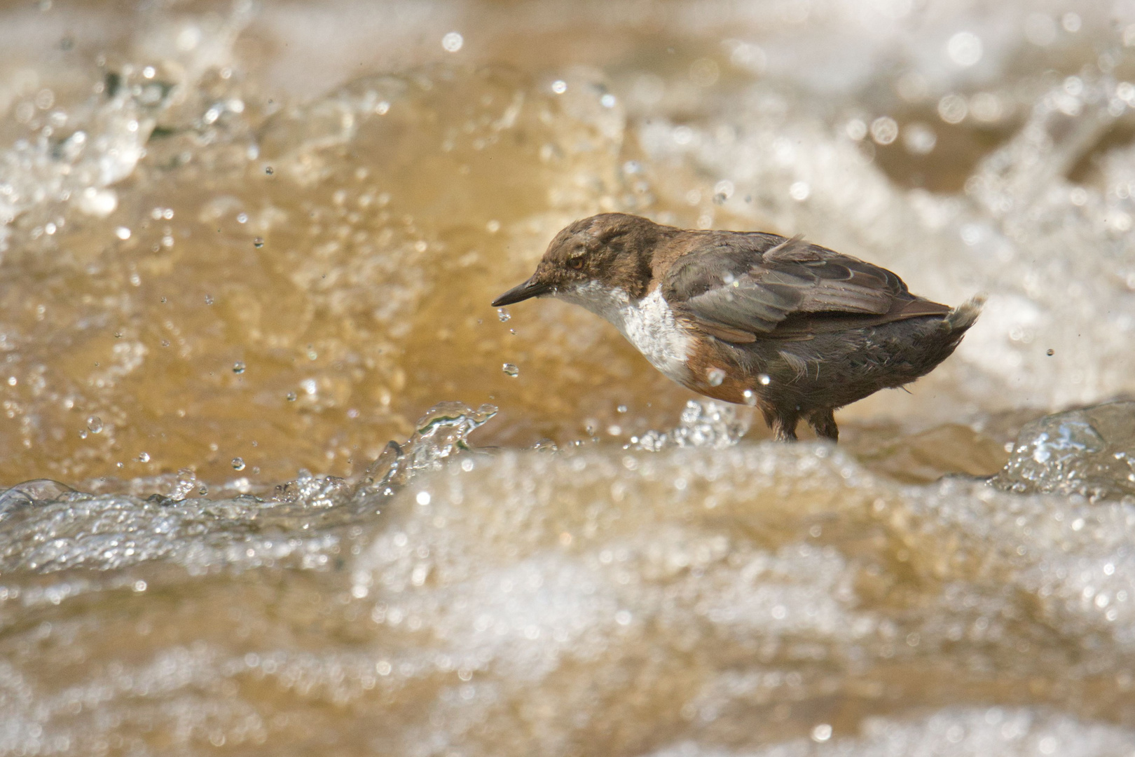 Wasseramsel