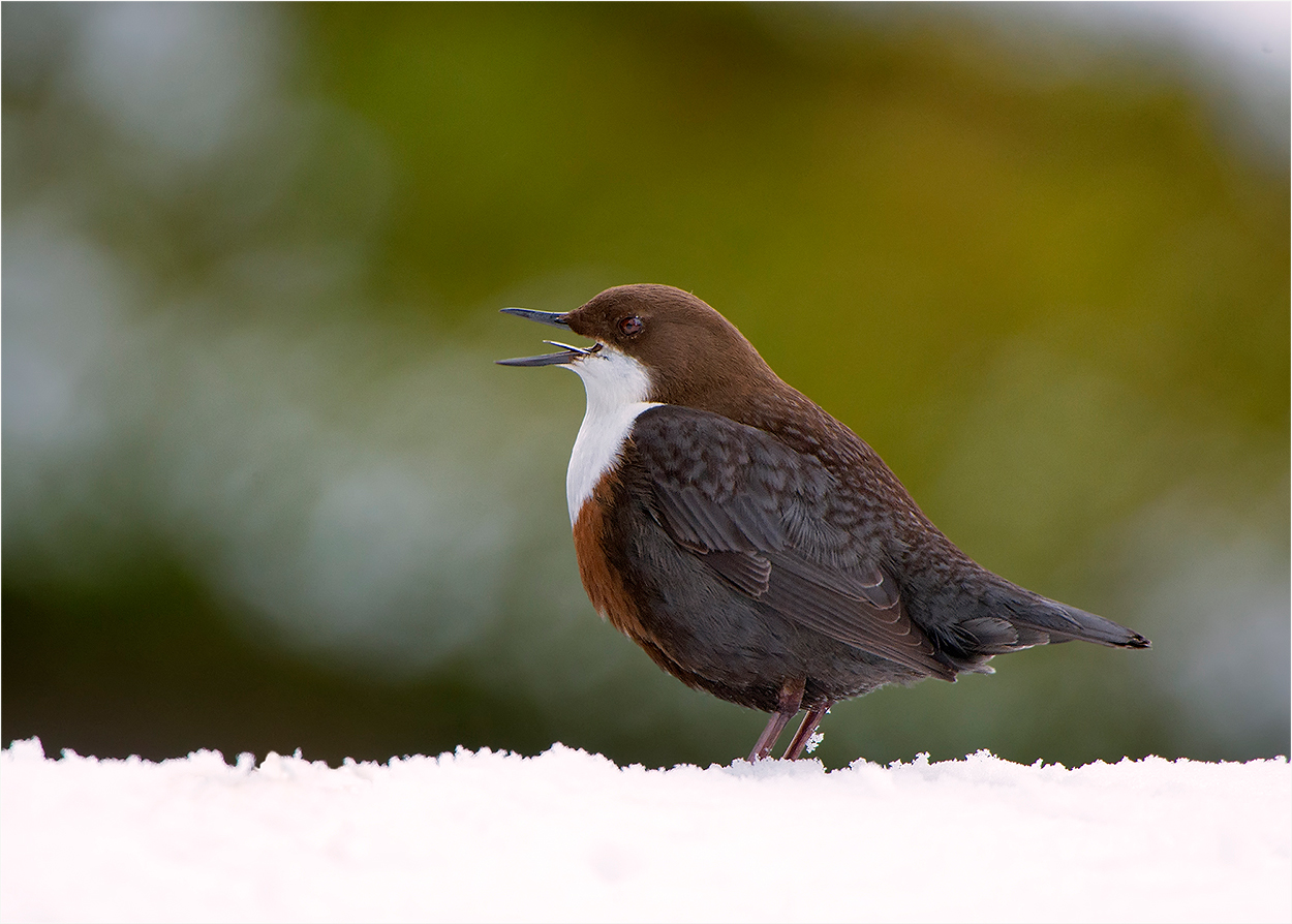 Wasseramsel