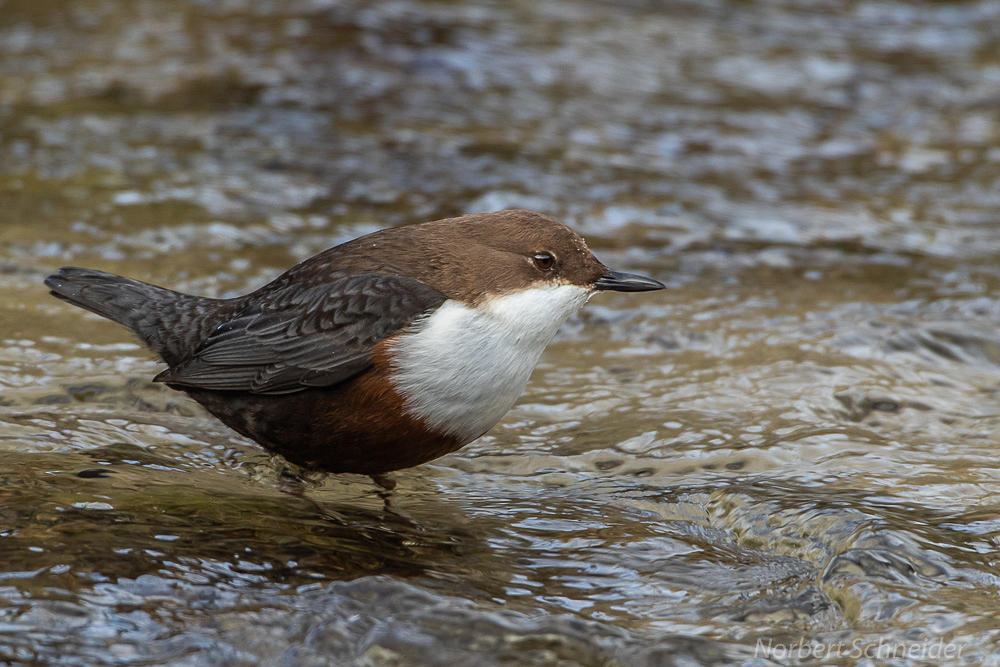 Wasseramsel