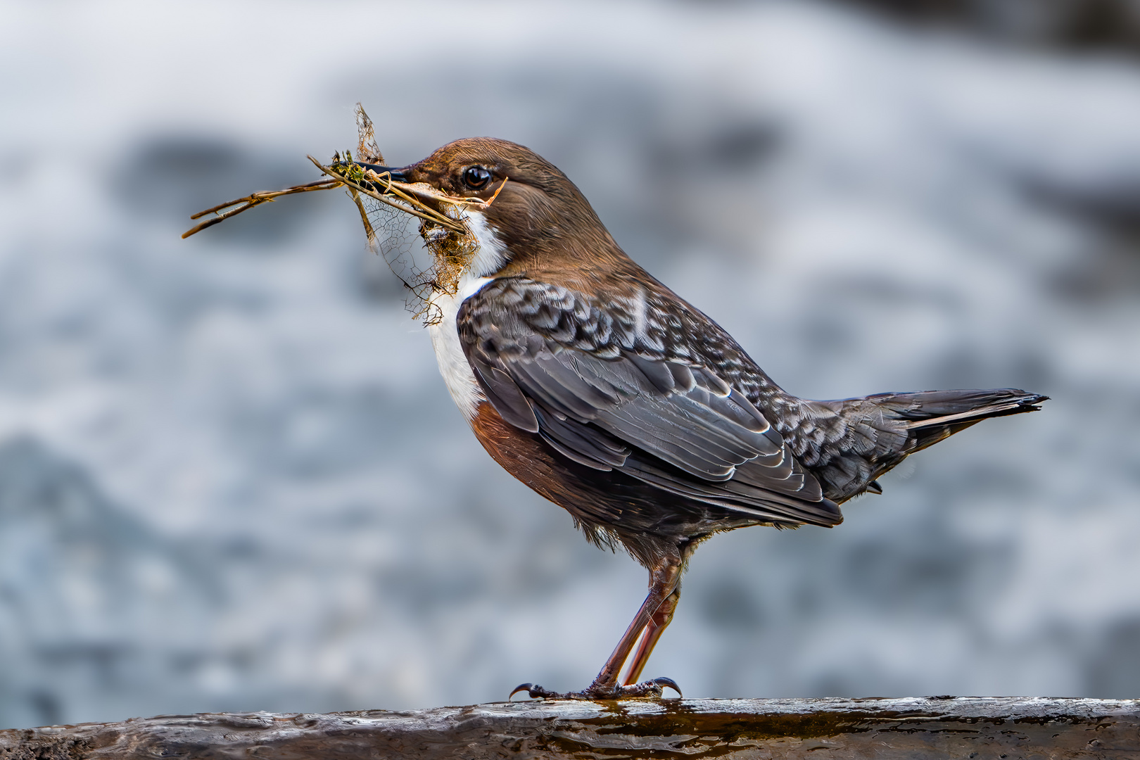 Wasseramsel