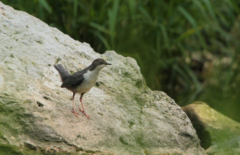 Wasseramsel