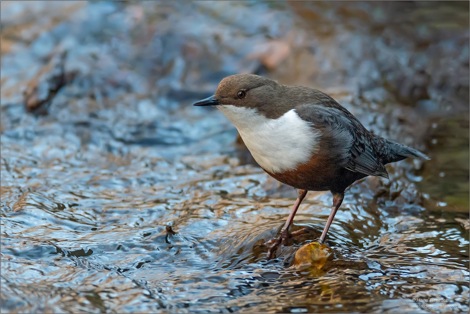 Wasseramsel