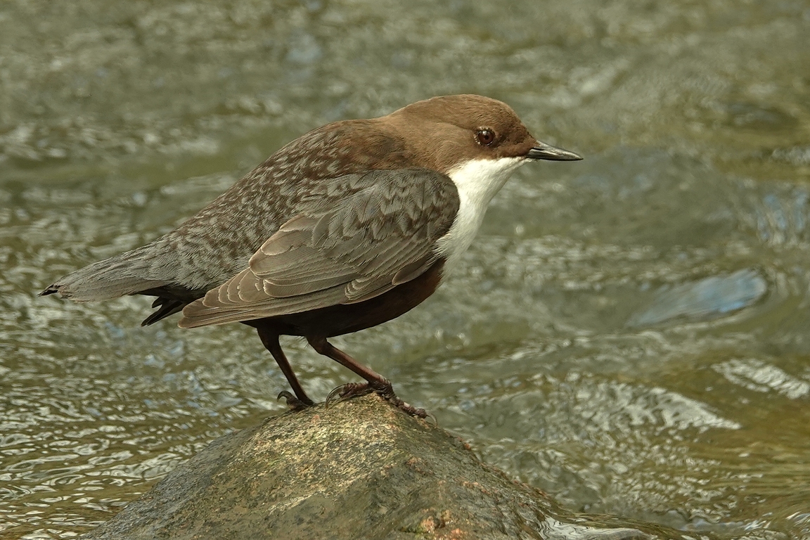 Wasseramsel