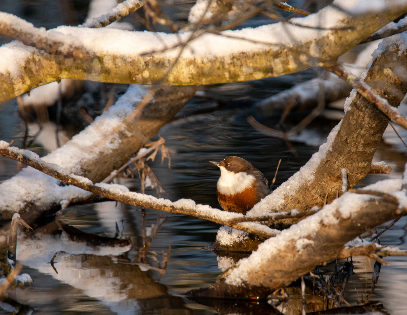 Wasseramsel