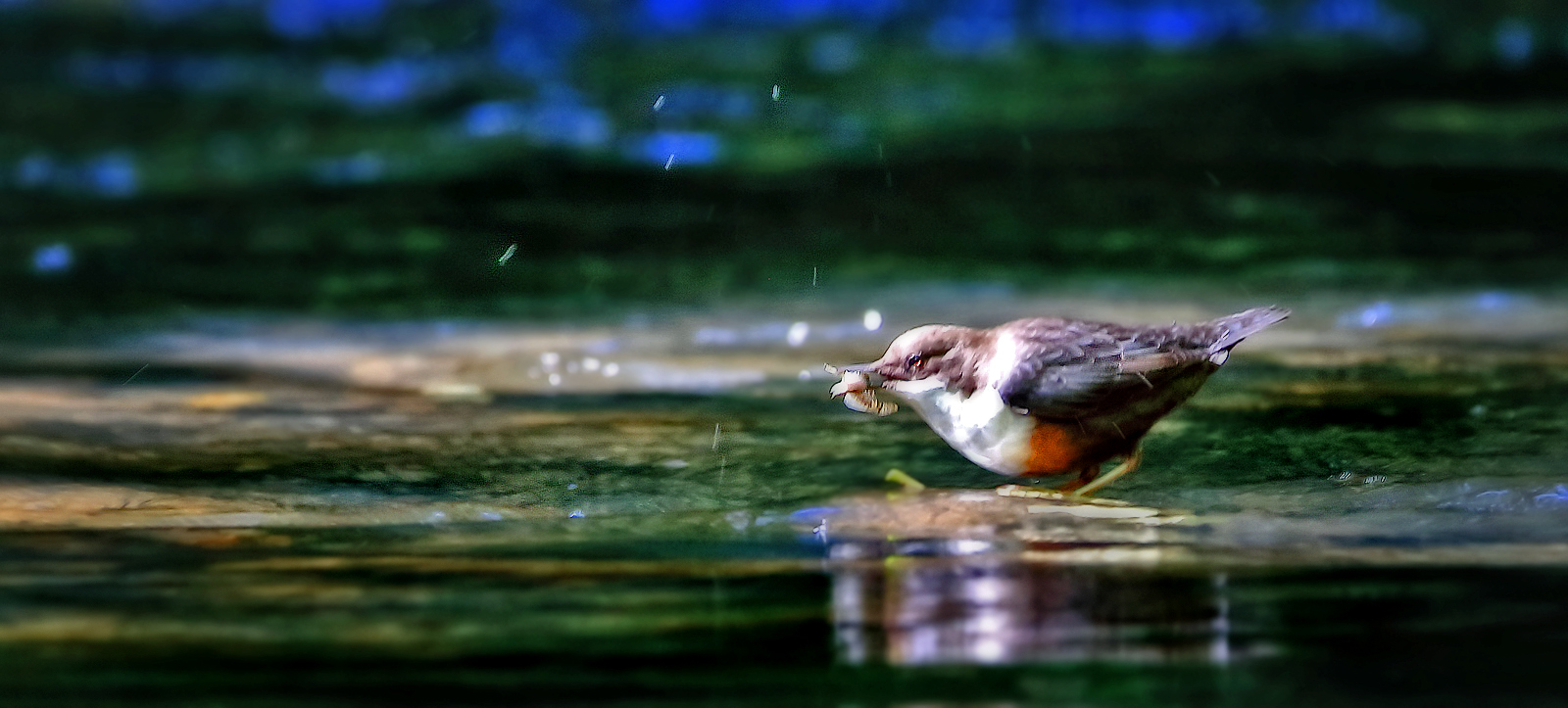 Wasseramsel, da hab ich mich gefreut .....