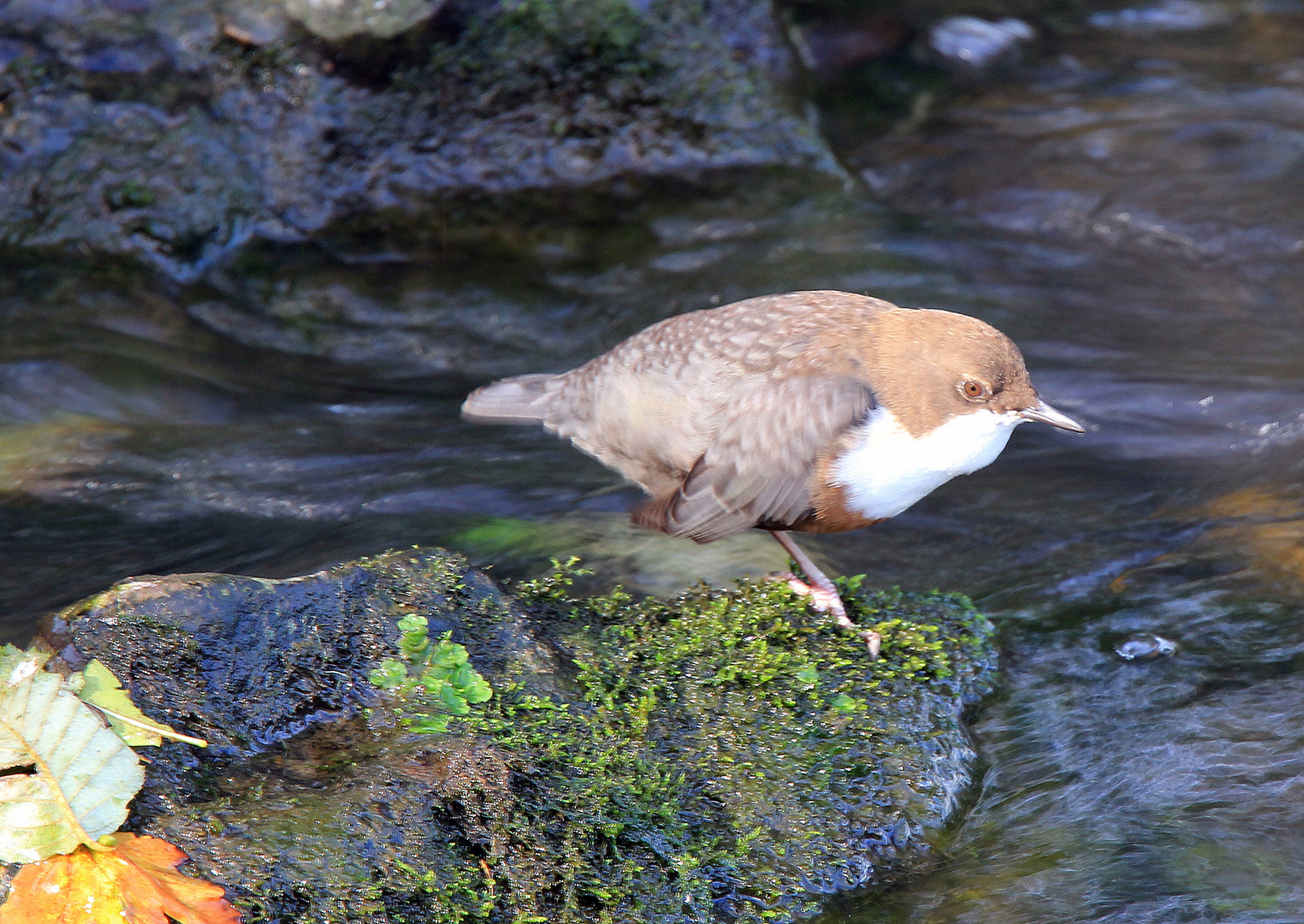 Wasseramsel