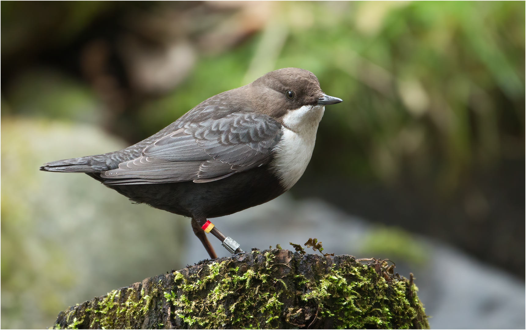 Wasseramsel